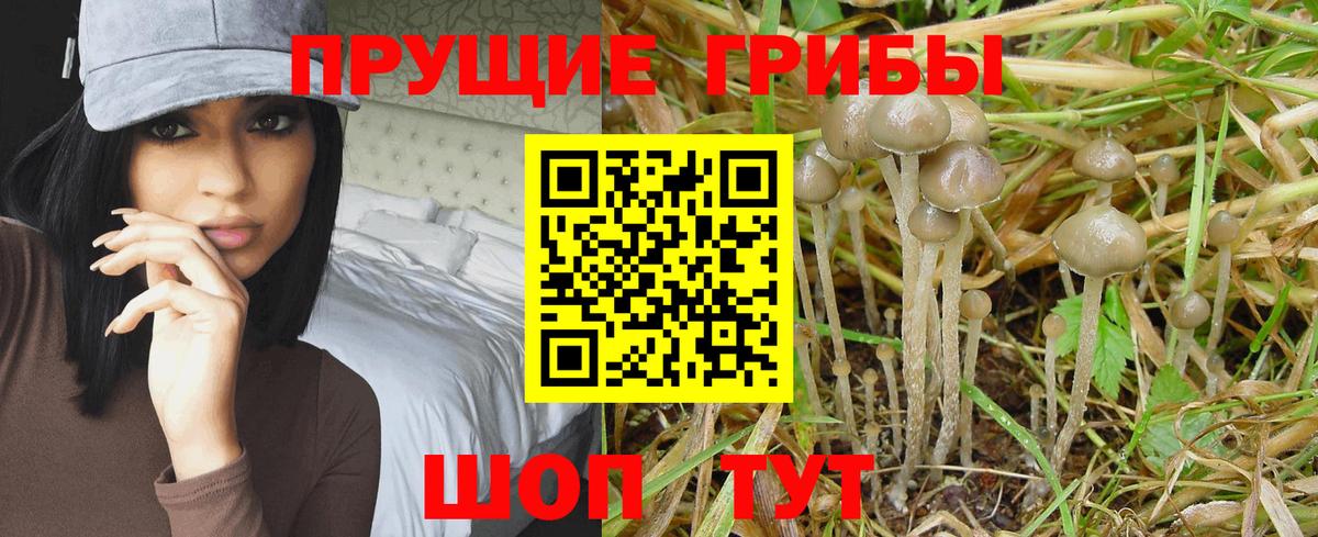 где продают   Галлюциногенные грибы Magic Shrooms  Вход с VPN  Ангарск 